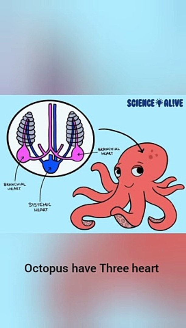 ⁣interesting fact about octopus | octopus facts | #octopusfacts  #shorts #viral #viralvideo