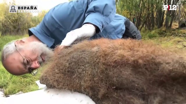 Científicos hallan fósiles de cromosomas antiguos en un mamut que murió hace 52