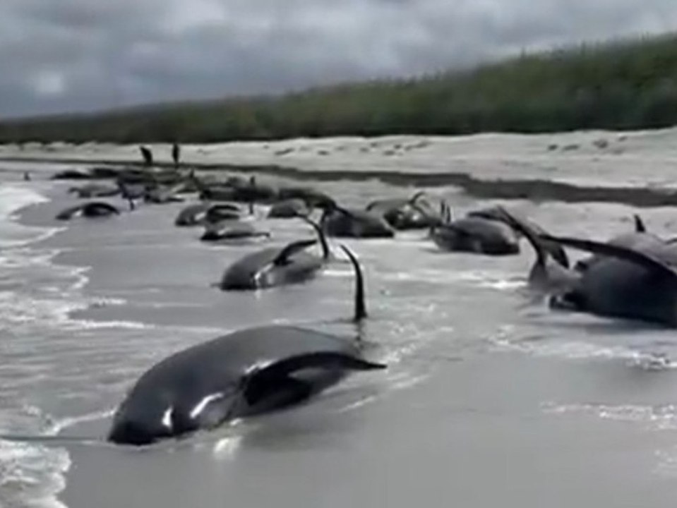 Drama an schottischer Küste: Mehr als 70 tote Grindwale