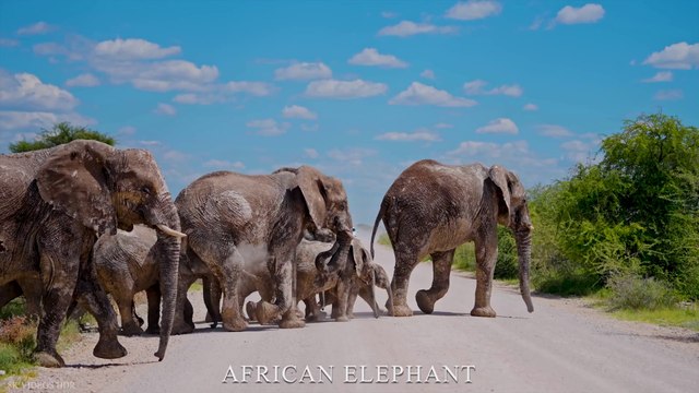 WORLD OF ANIMALS 8K Ultra HD – Animals Around The Planet with REAL Nature Sounds