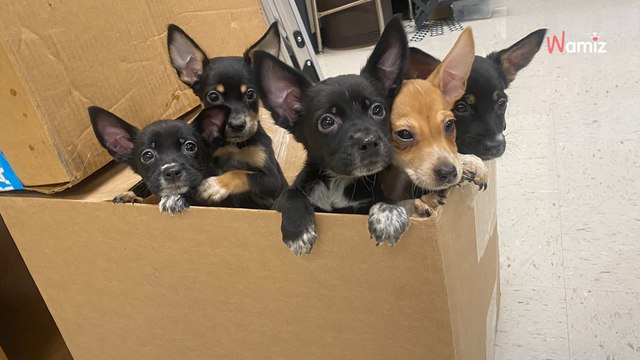 Ils trouvent 5 chiots errants dans un lycée : un carton avec un mot va leur donner toutes les explications