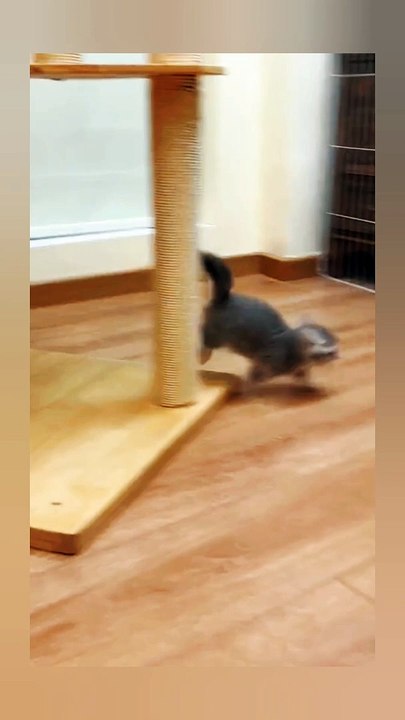 Cats are love ..
