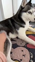 Funny Dog Video - Funny Pet Video - Cute Pets   