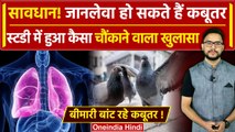 Pigeon Spread Lungs Diseases: कबूतरों से हो जाएं सावधान, स्टडी में हुआ चौंकाने वाला खुलासा |वनइंडिया