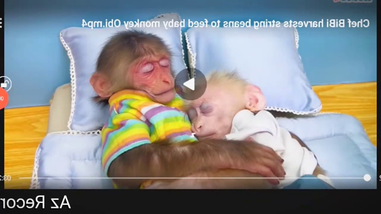 Monkey