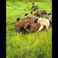 Wild Animals Videos In Forest || Funny Animal Videos | Epi #35