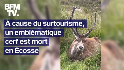 Victime du surtourisme en Écosse, l’emblématique cerf Callum est mort
