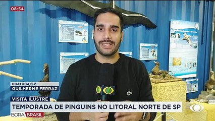 Litoral Norte de São Paulo tem início de temporada de pinguins