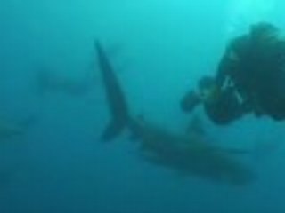 South Africa - Dance with tiger sharks (part 2)