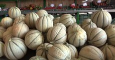 Conto alla rovescia a Due Casette per la Sagra del Melone