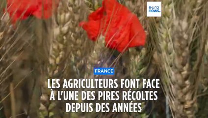France : pour les agriculteurs, l'une des pires récoltes de blé depuis des années à cause des pluies