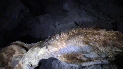 Descubrimiento milenario | Hallan en los cromosomas de un mamut el mayor misterio de la física dicho por Einstein