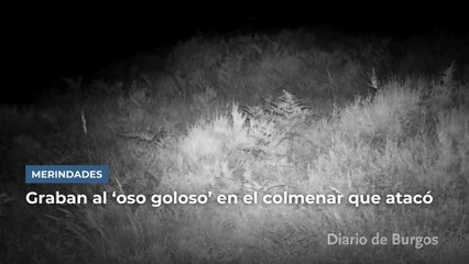 Graban al 'oso goloso' de Merindades en el colmenar que atacó
