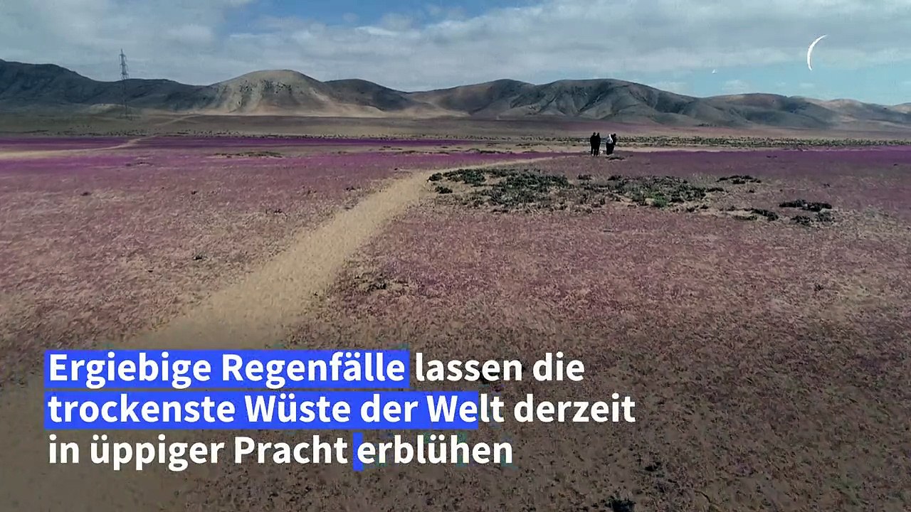 Chiles Atacama-Wüste blüht ungewöhnlich früh