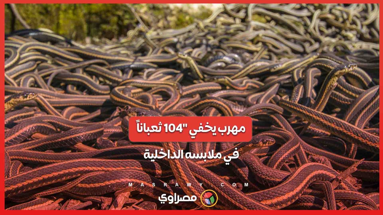 "104 ثعباناً في الملابس الداخلية .. قصة محاولة تهريب غريبة عبر الحدود الصينية