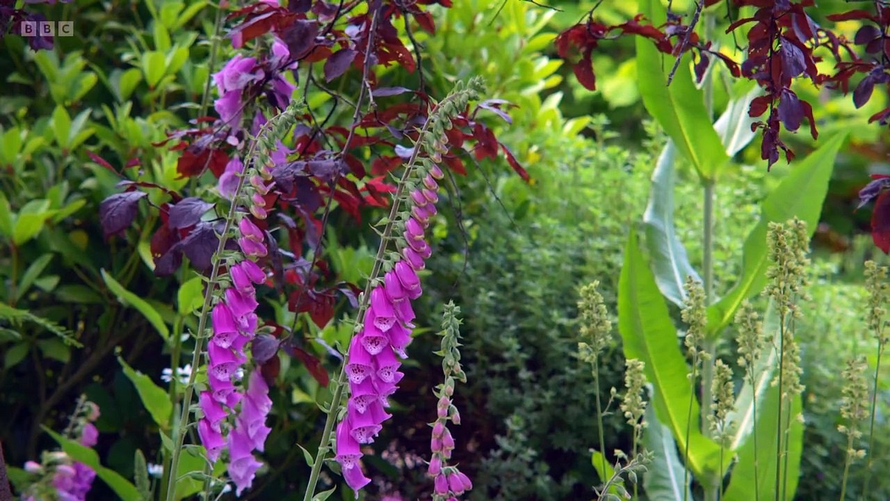 The Beechgrove Garden 2024 episode 15