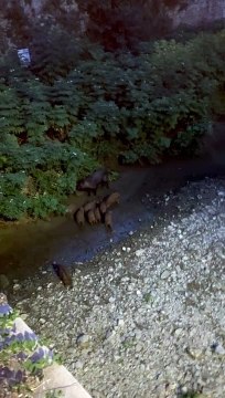 Cinghiali a Rifredi, nuovi avvistamenti