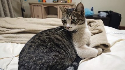 You'll never believe what this cat did next!