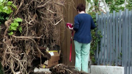 Ignoran daños en vivienda, 12 horas después de derribo de árbol