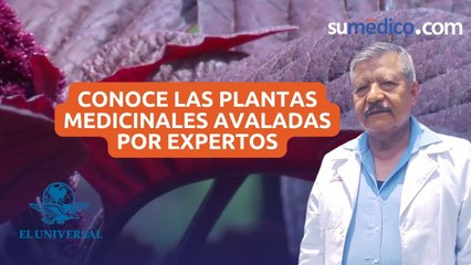 Conoce las plantas medicinales avaladas por expertos