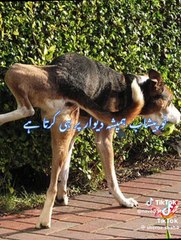 Aik bazurg k kuty sy sawal❤️