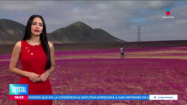 Manto de flores moradas cubre el Desierto de Atacama