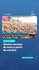 Alertan escasez de maíz a partir de octubre