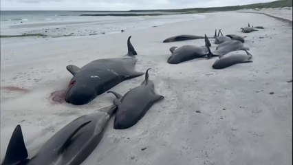 스코틀랜드 해변에 무슨 일이...고래 77마리 좌초된 현장 / YTN