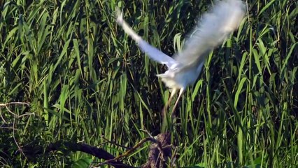 The Great White Egret: Close Up HD Footage (Ardea alba)