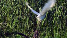 The Great White Egret: Close Up HD Footage (Ardea alba)
