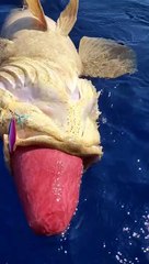 What kind of fish is this? It's so big.