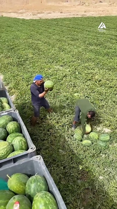 Workers_Pick_Watermelon_With_Synchronized_Teamwork(1080p)