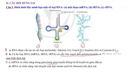 Sinh 12 - Chuyên đề Gene và quá trình truyền đạt thông tin di truyền