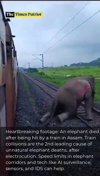 Heartbreaking footage: An elephant died after being hit by a train in Assam. Train collisions are the 2nd leading cause of unnatural elephant deaths, after electrocution. Speed limits in elephant corridors and tech like AI surveillance, sensors, and IDS c