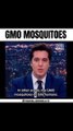 GMO Mosquitoes