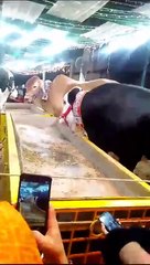 Asian tigers big bulls in Karachi Pakistan