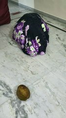 new pac man in house | very funny video | funny game video