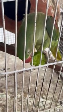 #trending #viral #usa #shortvideo #baby #parrot #parrotlover #parrottalking #alexanderparrot #pet #birds