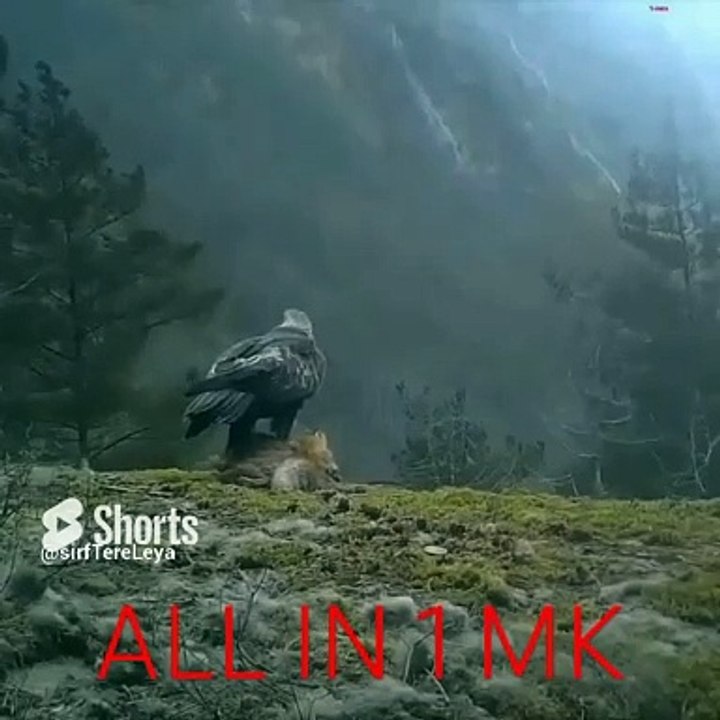 Eagle