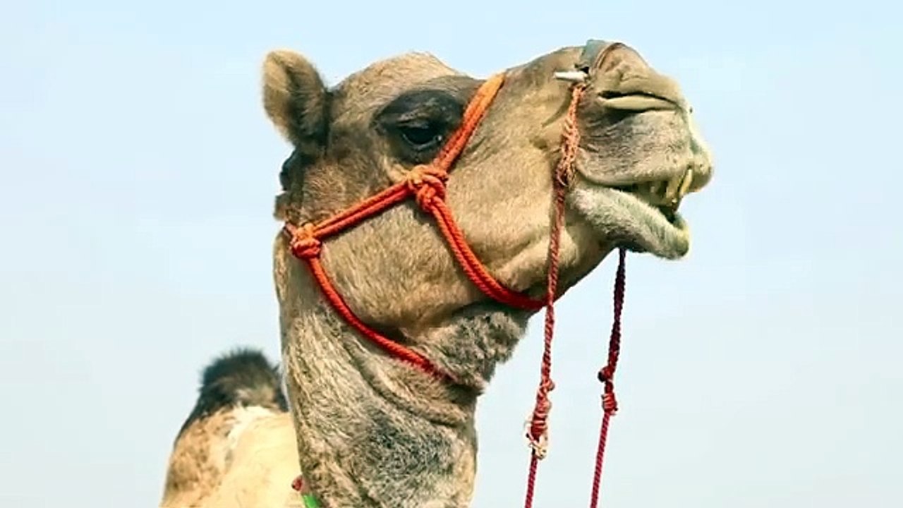 Camel