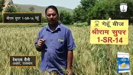 Shriram Super 1-SR-14 Wheat: Success in Challenging Rajasthan Conditions