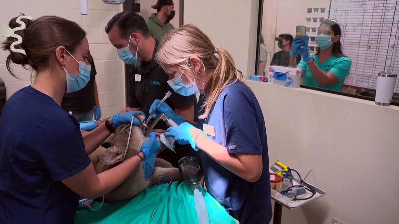 Mehr Schutz für Hollywoods wilde Raubkatzen