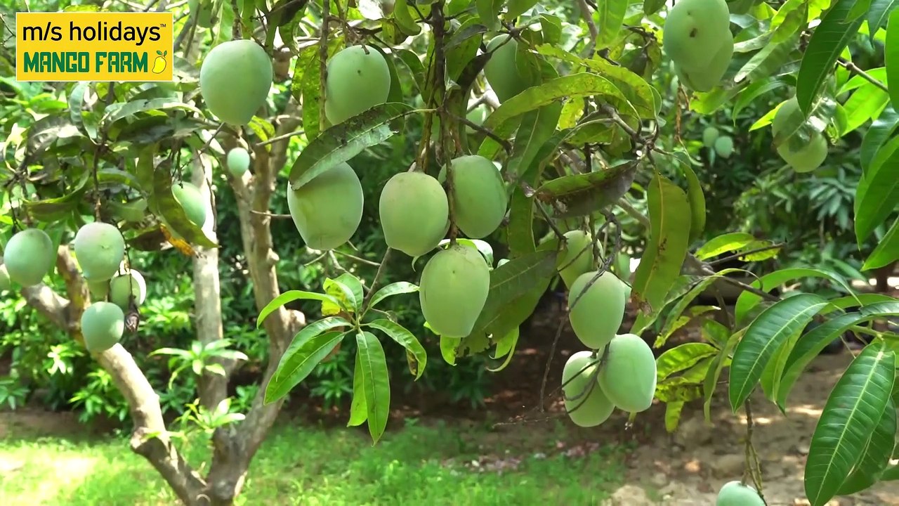 Mango Farm land for Sale - M/S Holidays Mango Farms Chennai