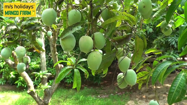 Mango Farm land for Sale - M/S Holidays Mango Farms Chennai