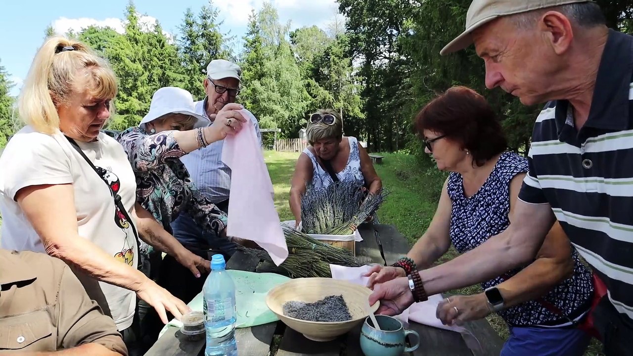 Pole lawendowe na Kaszubach (1)