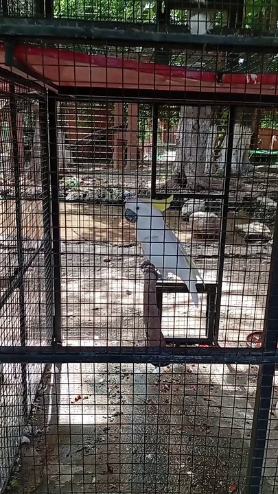 Lovely Cockatoo