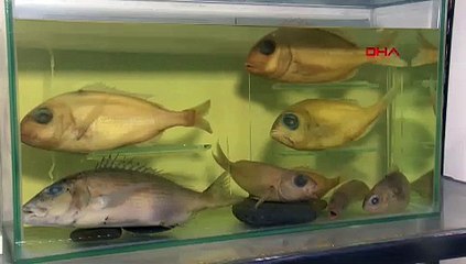 Ege Denizi'nde yerli balıkların yerini egzotik türler aldı