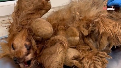 Spektakularna metamorfoza: Cocker spaniel z Jeleniej Góry uwolniony od 2 kg kołtunów i błota