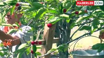 Ankara'da coğrafi işaretli vişnenin hasadı başladı