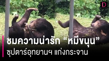 ชมความน่ารัก “หมีขนุน” ซุปตาร์อุทยานฯ แก่งกระจาน | HOTSHOT เดลินิวส์ 12/07/67
